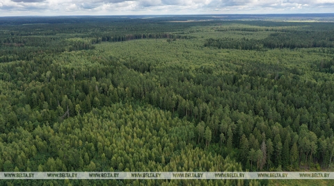 &quot;Лес - это наше достояние&quot;. Лукашенко доложили о работе и совершенствовании лесного хозяйства