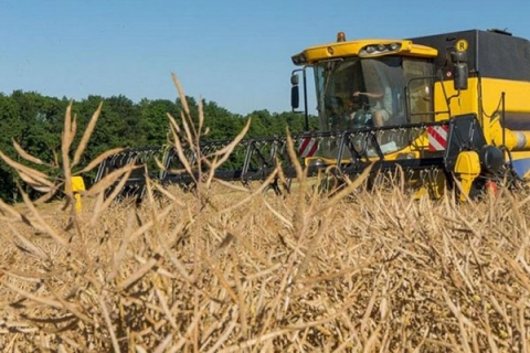 Более чем в половине районов Могилевской области началась уборка озимого рапса на зерно