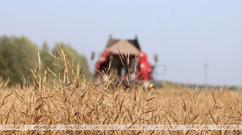 В Беларуси намолочено более 7,9 млн тонн зерна с учетом рапса