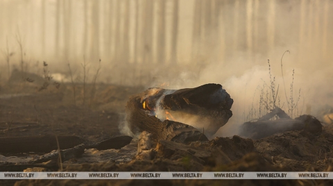 В Беларуси за сутки ликвидированы три лесных пожара