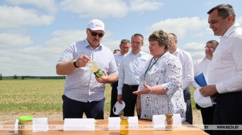 «Это революция будет на селе». На какую сельхозкультуру Лукашенко сделал верную ставку?