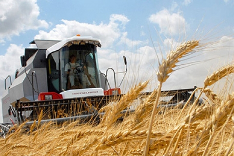 Зерновые и зернобобовые культуры в Беларуси убраны на 98,9% площадей