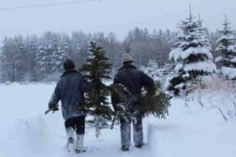 Более 100 фотоловушек будут отслеживать незаконные вырубки елок в преддверии Нового года в лесах Могилевской области