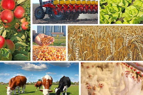Совмин утвердил новый список неблагоприятных для производства сельхозпродукции районов: в Могилевской области их 13