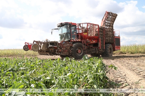 Более 900 тыс. тонн сахарной свеклы накопано в Беларуси