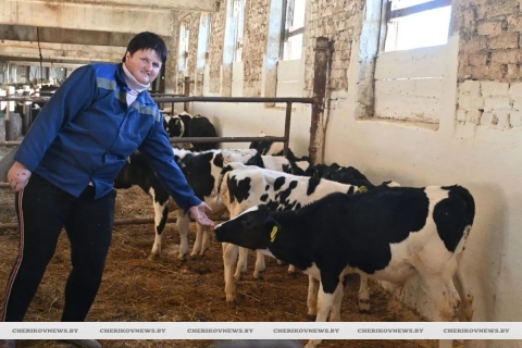 За телятами, как за малыми ребятами