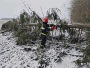 Последствия непогоды в Могилевской области: работники МЧС совершили более 20 выездов на уборку упавших деревьев
