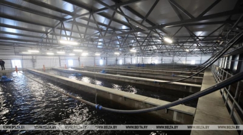 Проект районного масштаба: 2 тыс. т радужной форели в год &ndash; цель рыбхоза &laquo;Палуж&raquo; в Краснополье