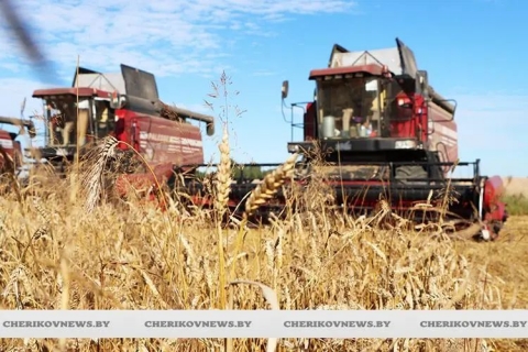 Жатва—2025: в Чериковском районе обмолочено 68% площадей зерновых культур