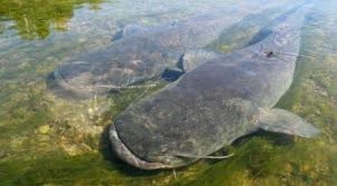 С 31мая в Беларуси вводится запрет на лов сома обыкновенного