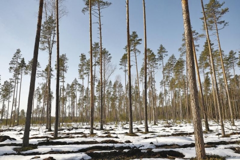 В Кличевском лесхозе сохраняют и восстанавливают уникальный лесной фонд