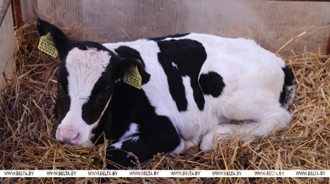 Условия региона, соблюдение технологий. Минсельхозпрод о подходах при строительстве профилакториев для телят