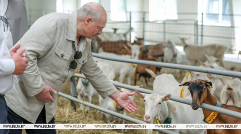 &quot;Почему не интенсифицировать процесс?&quot; Лукашенко поставил принципиальные вопросы в сфере козоводства