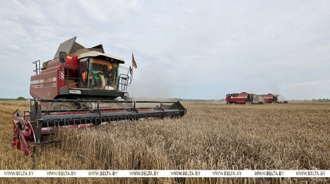 Могилевские аграрии намолотили 913 тыс. тонн зерна