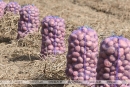 Сельхозорганизации Беларуси убрали картофель с половины площадей