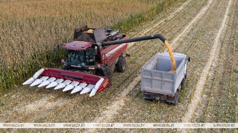 В Беларуси намолотили 10,8 млн тонн зерна с учетом рапса и кукурузы