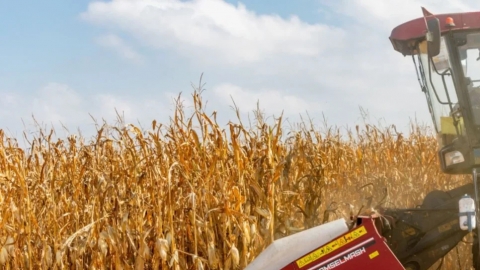 Объем производства сельхозпродукции в Чериковском районе увеличился на 11,8%