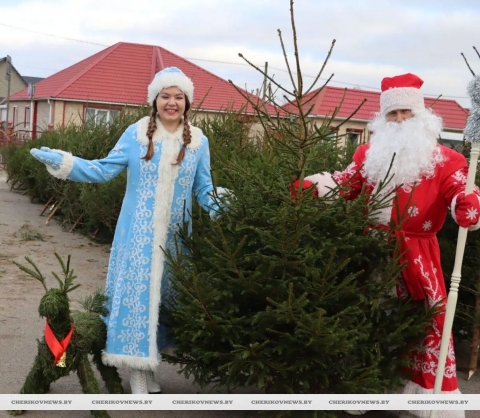 Елочные базары открылись в Черикове